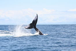 ballena